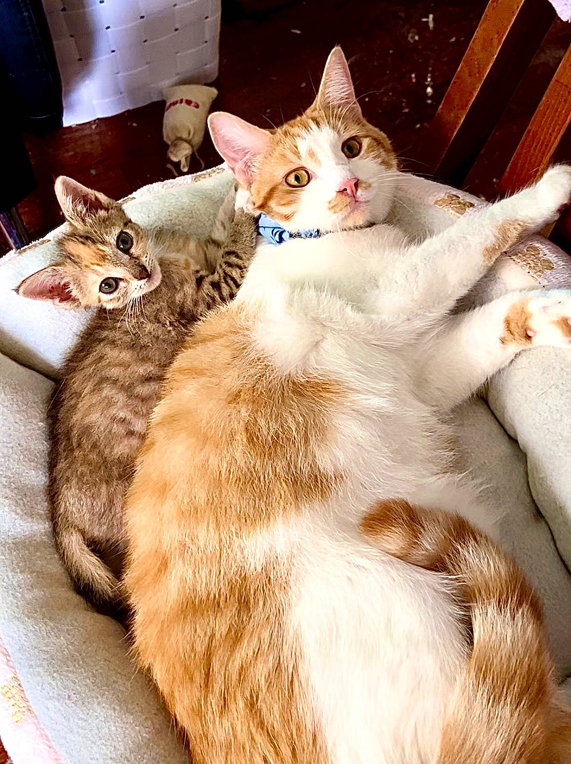 Michael is registered to the contest to win money with this photo: carnivore, cat, claw, comfort, couch, domestic_short_haired_cat, fawn, felidae, fur, linens, nap, paw, photo_caption, small_to_medium_sized_cats, snout, tail, whiskers