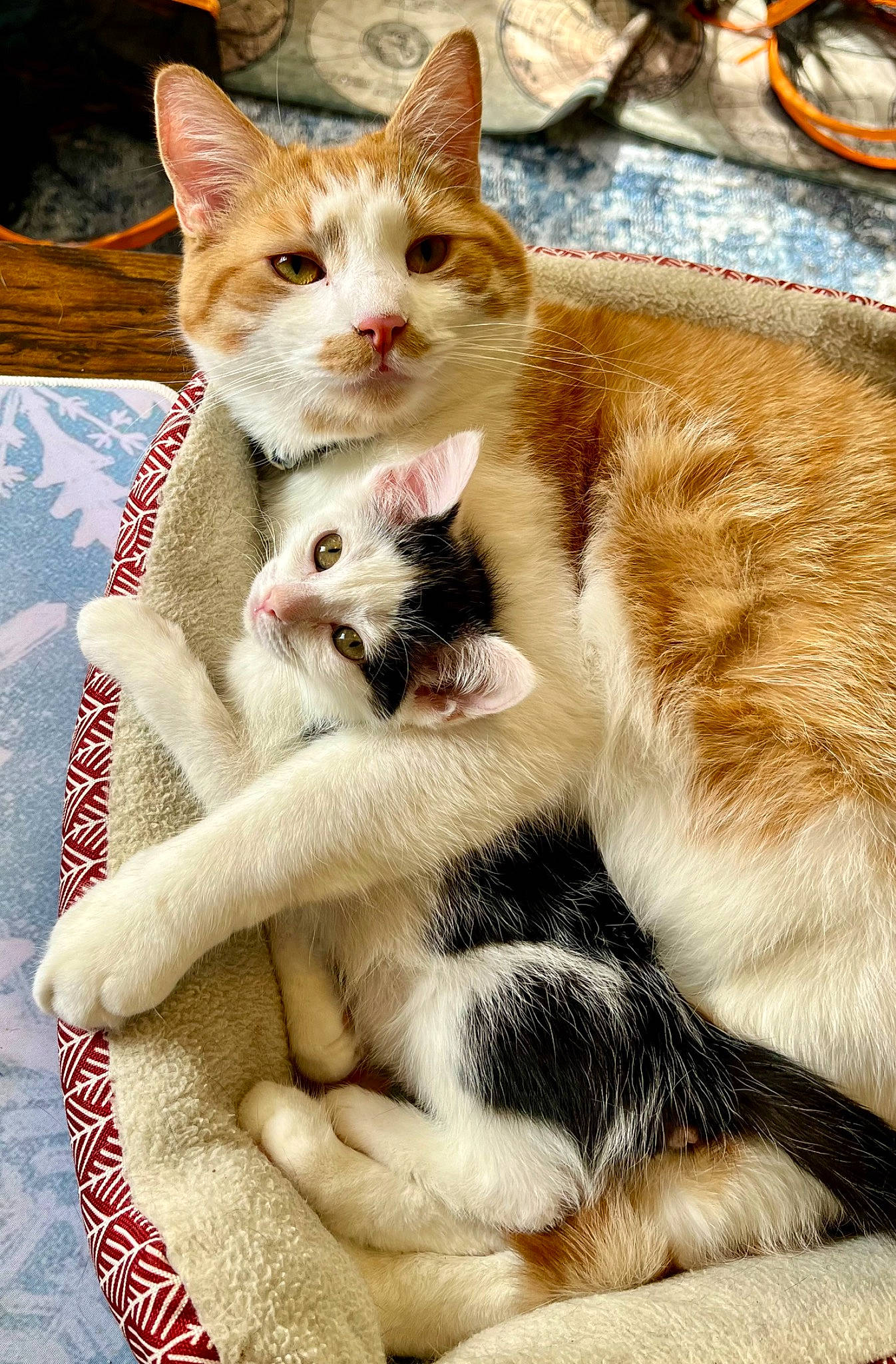 Michael joined the competition — help win amazing prizes! carnivore, cat, claw, comfort, domestic_short_haired_cat, fawn, felidae, fur, paw, photo_caption, sitting, small_to_medium_sized_cats, snout, tail, thai, whiskers, wildlife