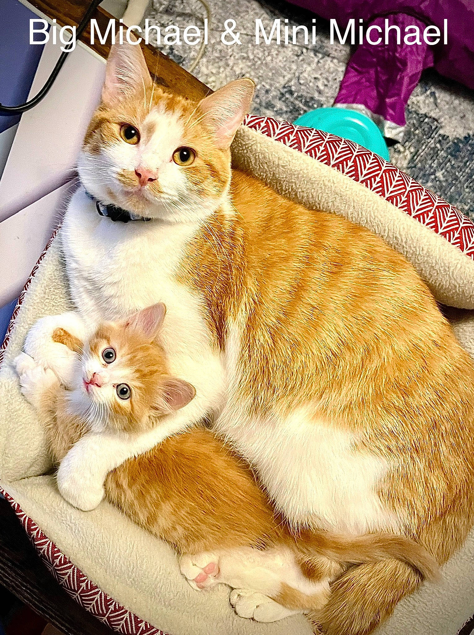 Michael joined the competition — help win amazing prizes! art, carnivore, cat, domestic_short_haired_cat, fawn, felidae, font, fur, illustration, internet_meme, painting, pattern, paw, photo_caption, rectangle, small_to_medium_sized_cats, tail, terrestrial_animal, whiskers, wildlife