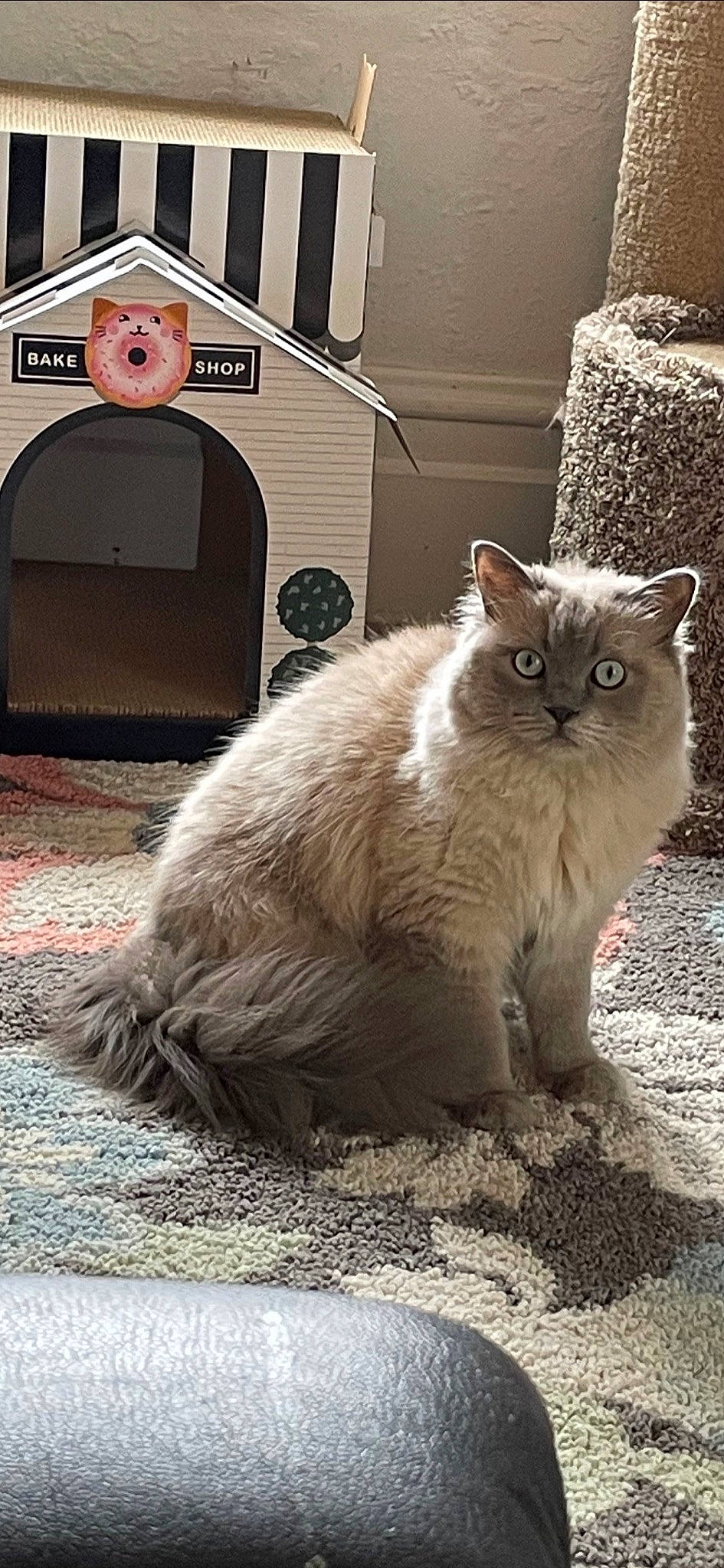 Tateeanna joined the competition — help win amazing prizes! asphalt, carnivore, cat, domestic_short_haired_cat, door, fawn, felidae, flooring, fur, grey, paw, road_surface, sitting, small_to_medium_sized_cats, snout, street, tail, whiskers, window, wood