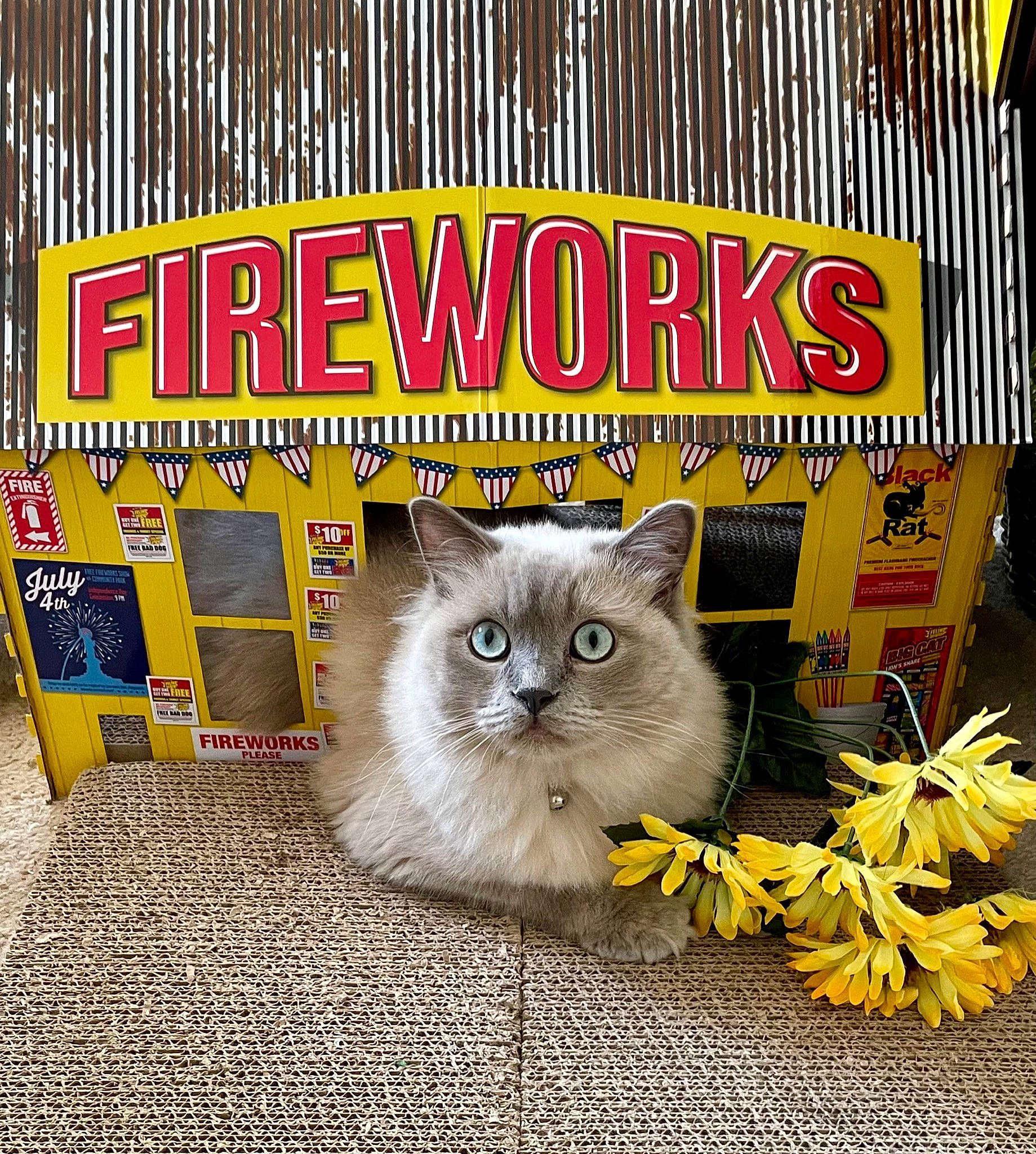 Tateeanna is registered to the contest to win money with this photo: advertising, carnivore, cat, domestic_short_haired_cat, felidae, font, fur, mammal, paw, pet_supply, photo_caption, plant, poster, publication, ragdoll, small_to_medium_sized_cats, snout, vertebrate, whiskers, yellow