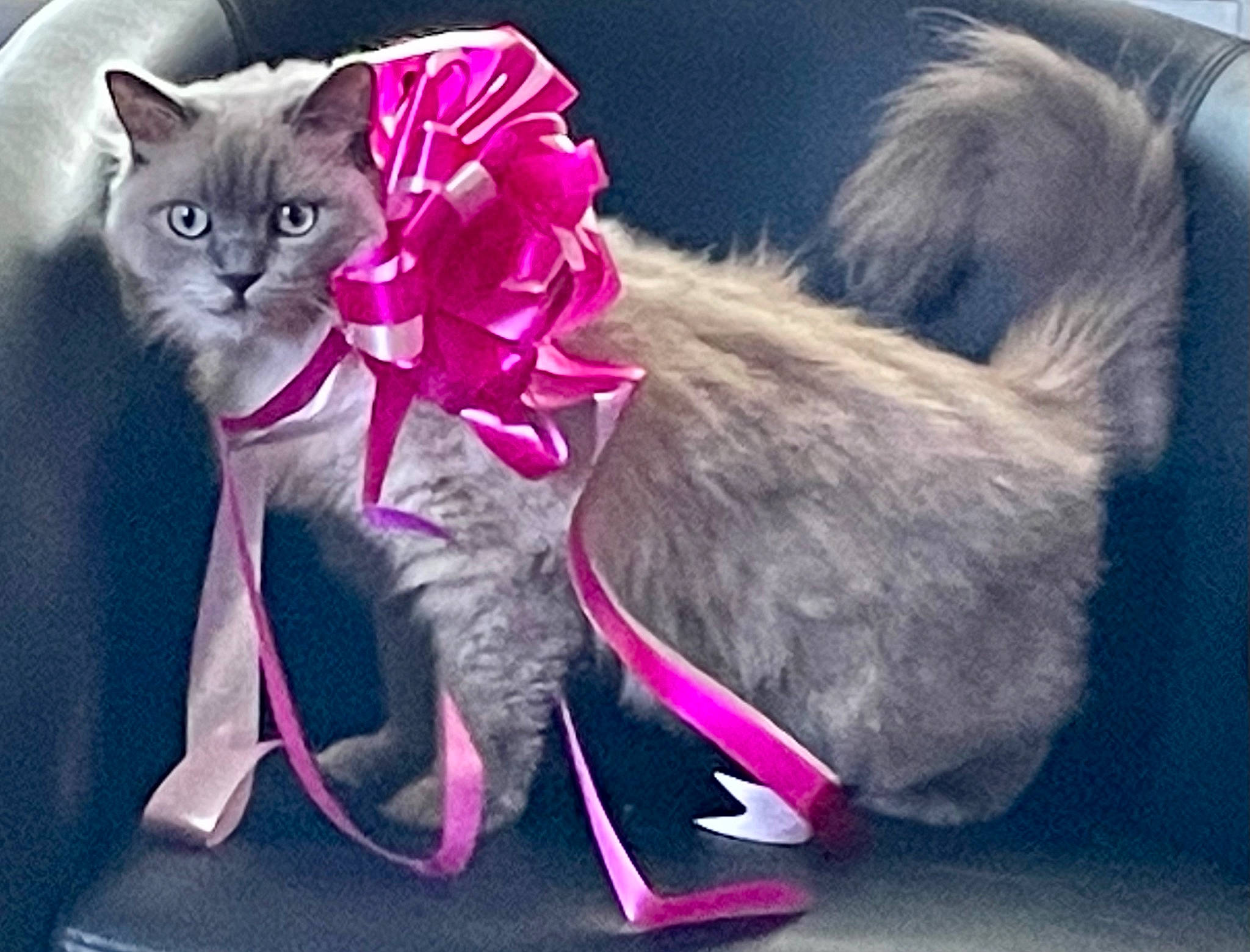Tateeanna joined the competition — help win amazing prizes! carnivore, cat, comfort, domestic_short_haired_cat, fashion_accessory, fawn, felidae, fur, magenta, paw, pink, plant, purple, small_to_medium_sized_cats, snout, tail, toy, violet, whiskers, white