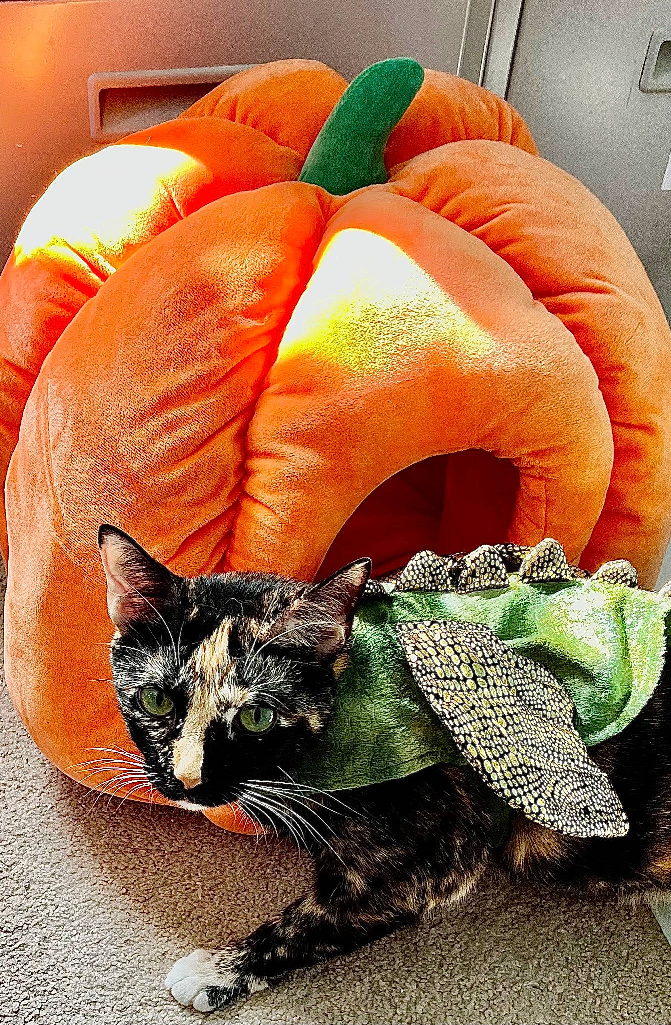 Mercy joined the competition — help win amazing prizes! art, carnivore, cat, comfort, fashion_accessory, fawn, felidae, garnish, grass, hat, headgear, ingredient, orange, organism, recipe, small_to_medium_sized_cats, sushi, tail, terrestrial_animal, whiskers