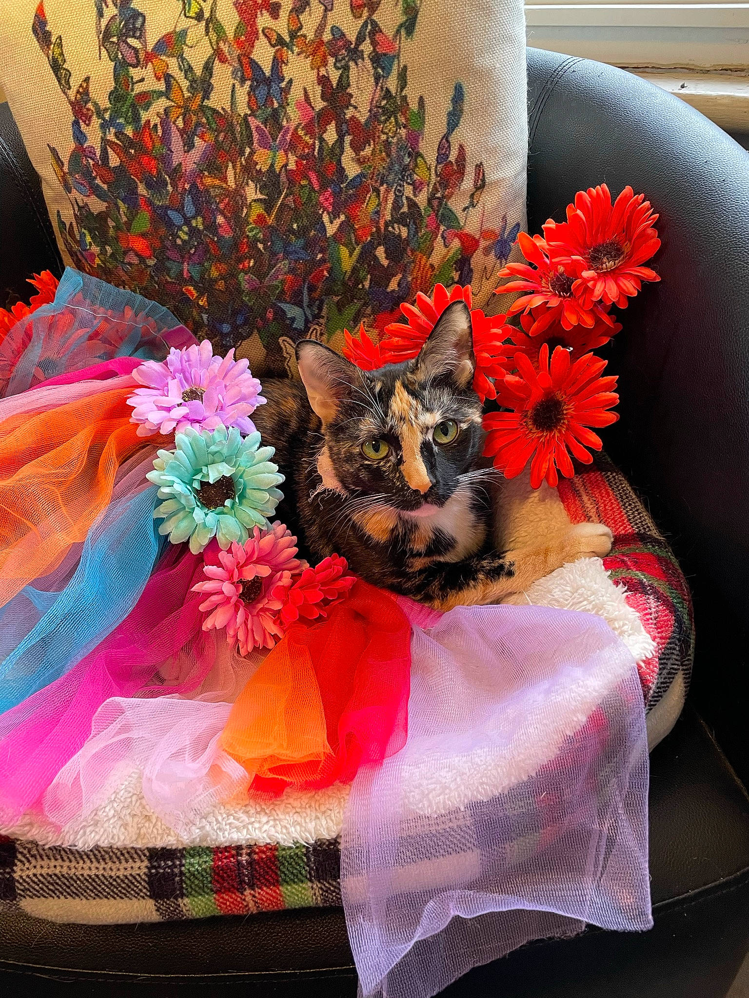 Mercy joined the competition — help win amazing prizes! bouquet, carnivore, cat, cut_flowers, event, felidae, floral_design, floristry, flower, flower_arranging, flowerpot, hat, headgear, orange, petal, pink, plant, room, whiskers, window