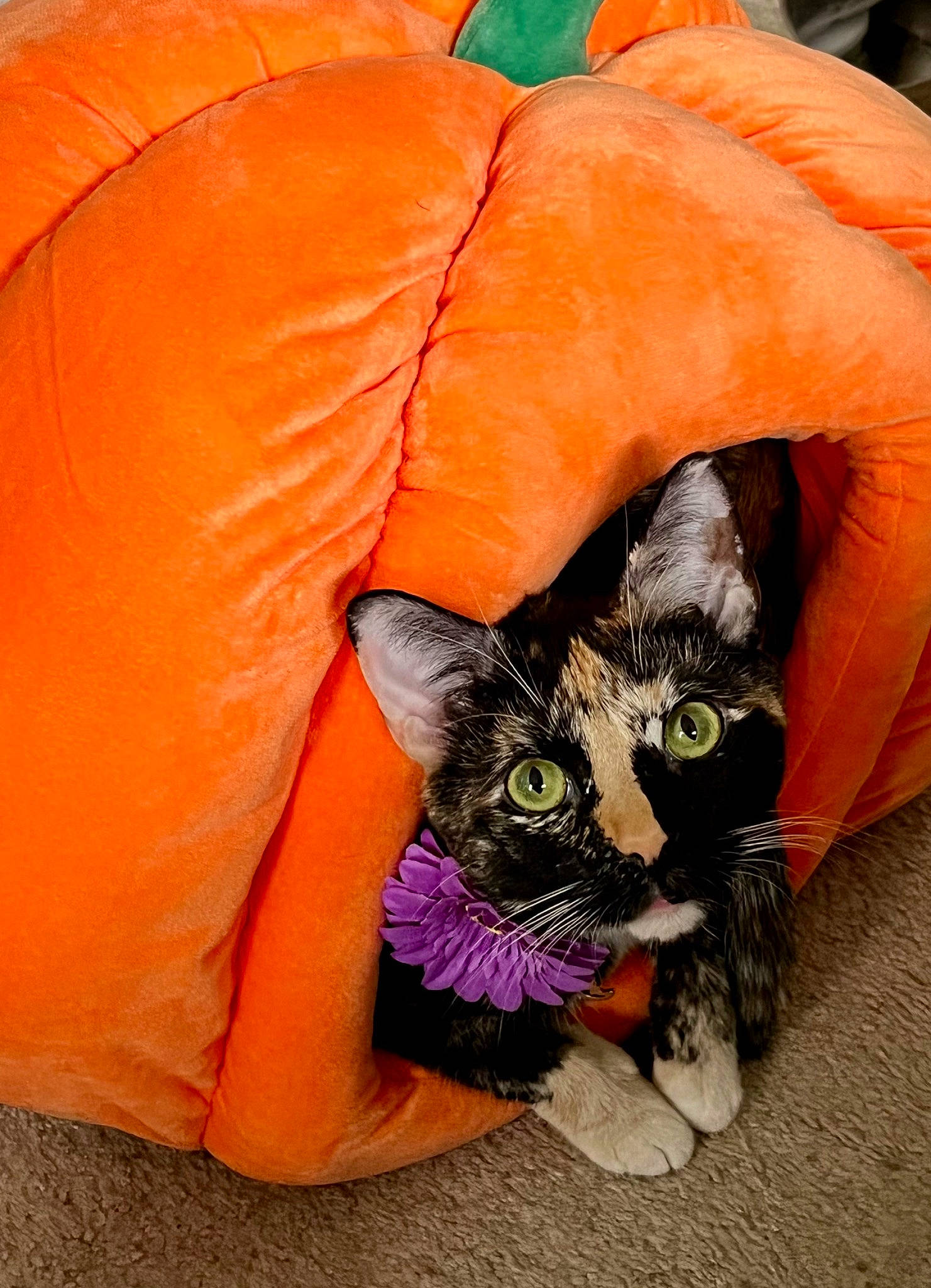 Mercy joined the competition — help win amazing prizes! bean_bag, calabaza, carnivore, cat, cat_toy, claw, comfort, domestic_short_haired_cat, felidae, fur, grass, orange, paw, plant, pumpkin, sitting, small_to_medium_sized_cats, snout, tail, whiskers