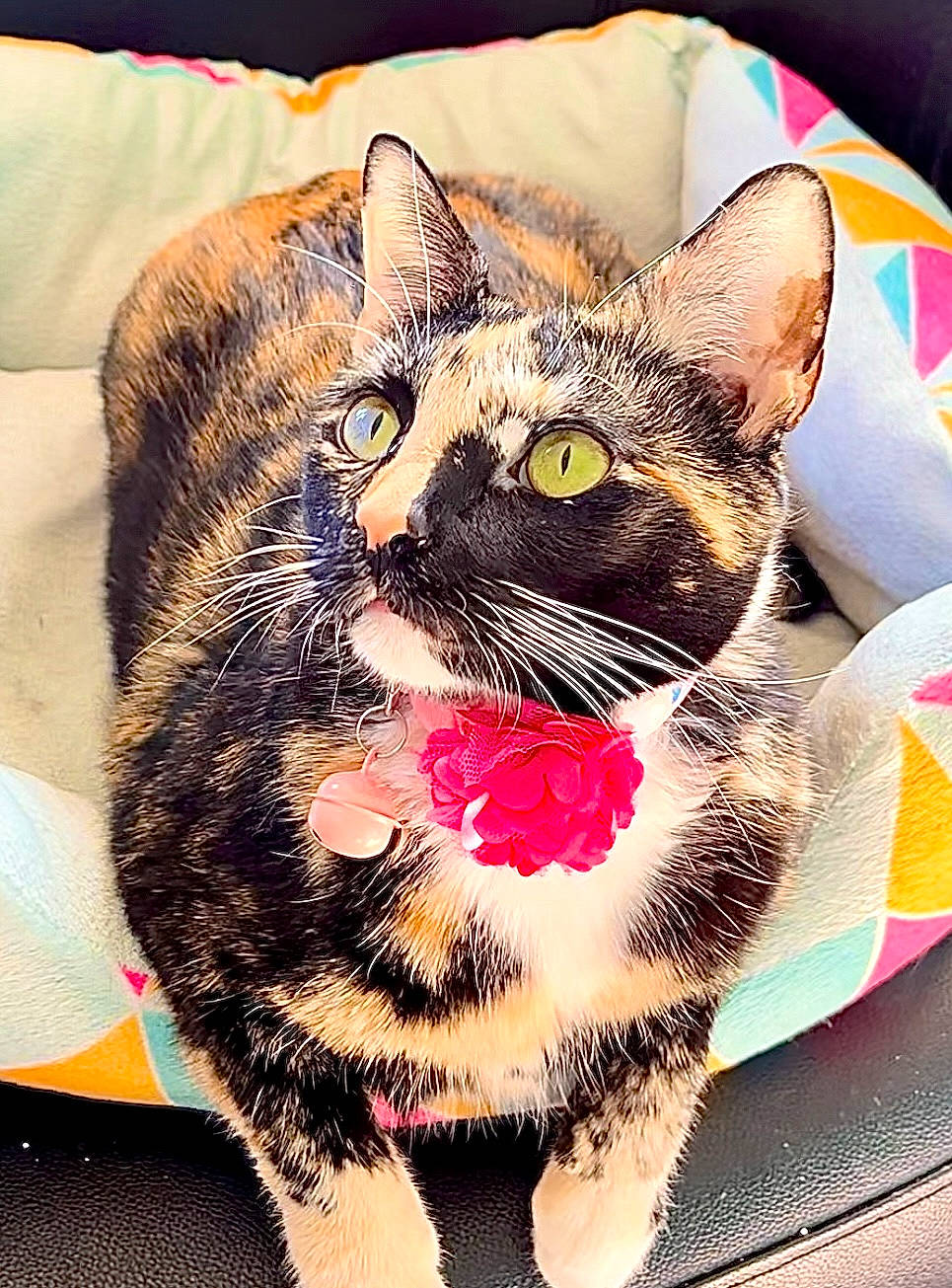 Mercy joined the competition — help win amazing prizes! carnivore, cat, cat_supply, collar, comfort, domestic_short_haired_cat, eyewear, fang, felidae, fur, grass, pattern, paw, pet_supply, photo_caption, small_to_medium_sized_cats, snout, square, tail, whiskers