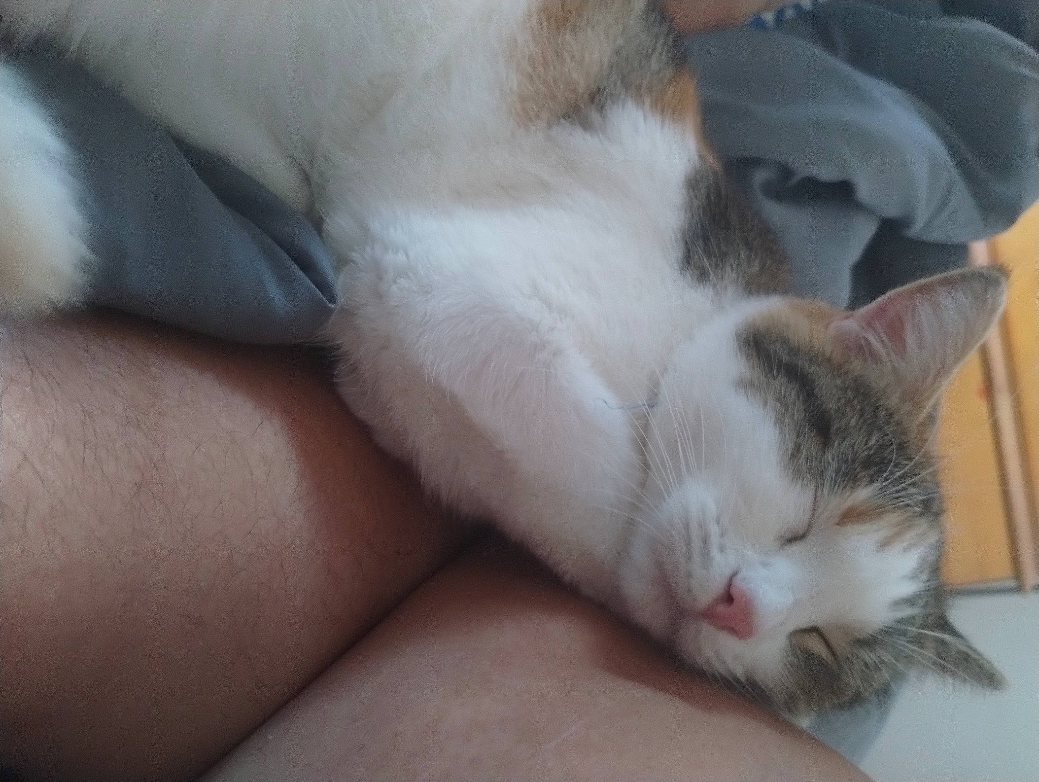 Lilith joined the competition — help win amazing prizes! carnivore, cat, claw, comfort, domestic_short_haired_cat, ear, felidae, foot, fur, human_leg, nap, paw, sleep, small_to_medium_sized_cats, snout, tail, whiskers