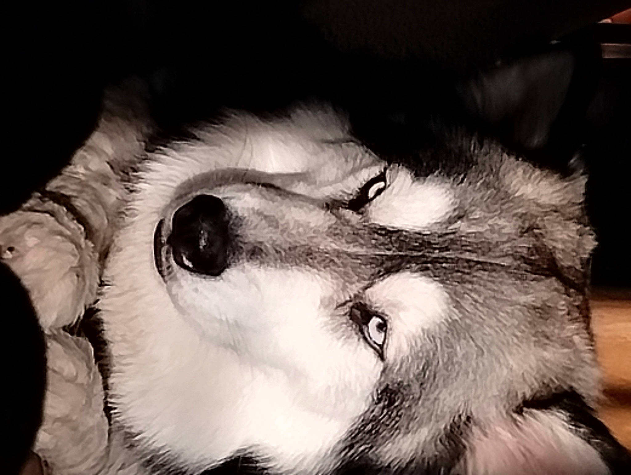 Vin is registered to the contest to win money with this photo: canidae, carnivore, companion_dog, dog, dog_breed, ear, eye, felidae, gesture, head, human_body, iris, jaw, monochrome, monochrome_photography, paw, small_to_medium_sized_cats, snout, sporting_group, whiskers