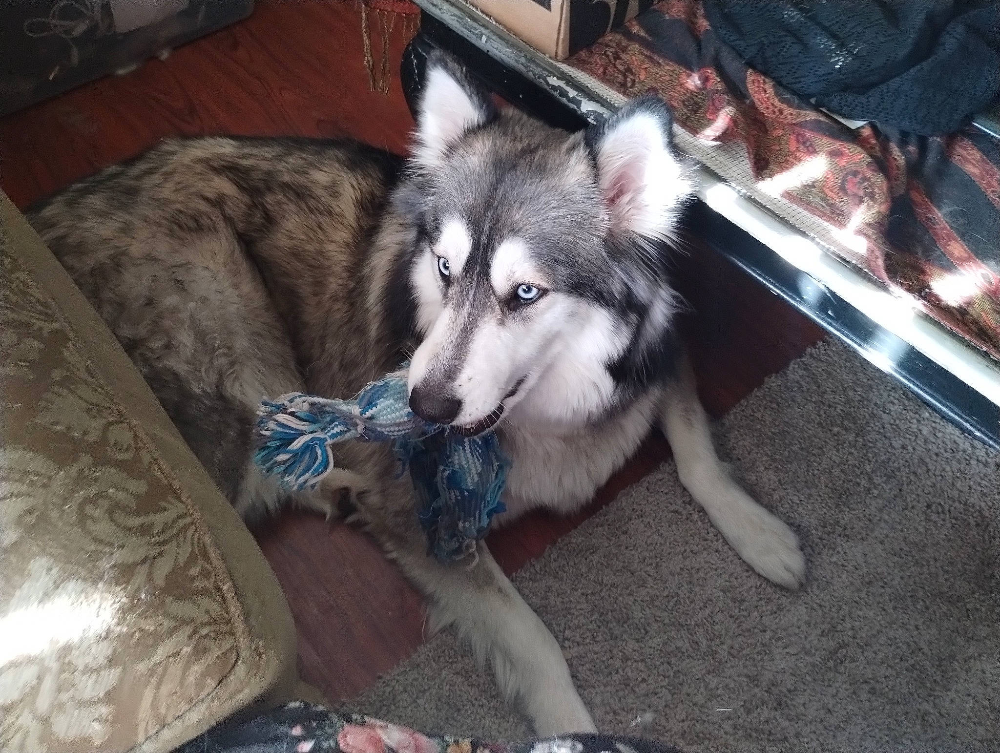 Vin joined the competition — help win amazing prizes! ancient_dog_breeds, canidae, canis, carnivore, companion_dog, dog, dog_breed, fur, non_sporting_group, siberian_husky, sled_dog, snout, sporting_group, wolf, working_animal, working_dog