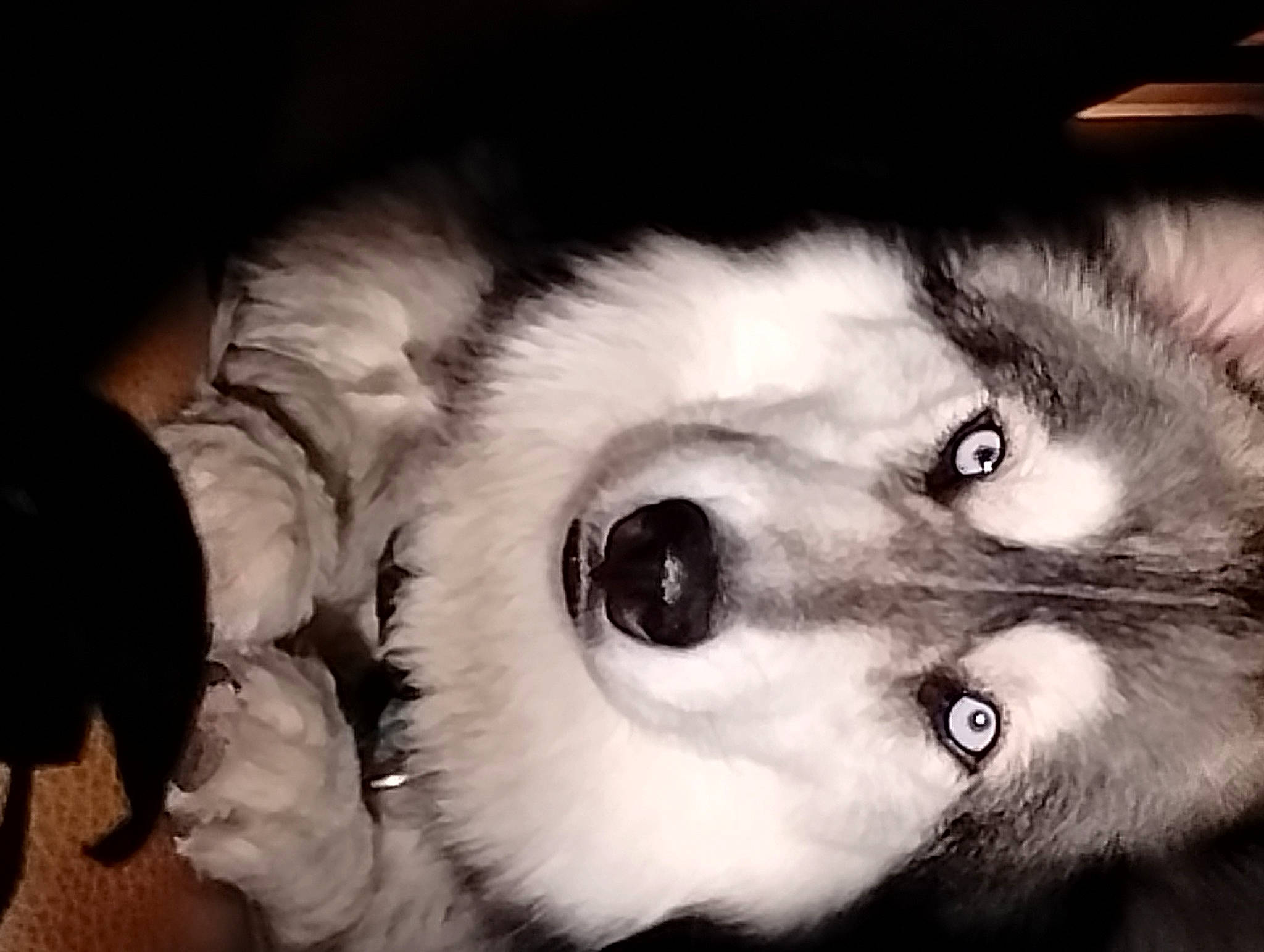 Vin joined the competition — help win amazing prizes! art, canidae, carnivore, companion_dog, dog_breed, ear, eye, eyelash, felidae, flash_photography, fur, iris, jaw, monochrome, monochrome_photography, nose, small_to_medium_sized_cats, snout, sporting_group, whiskers