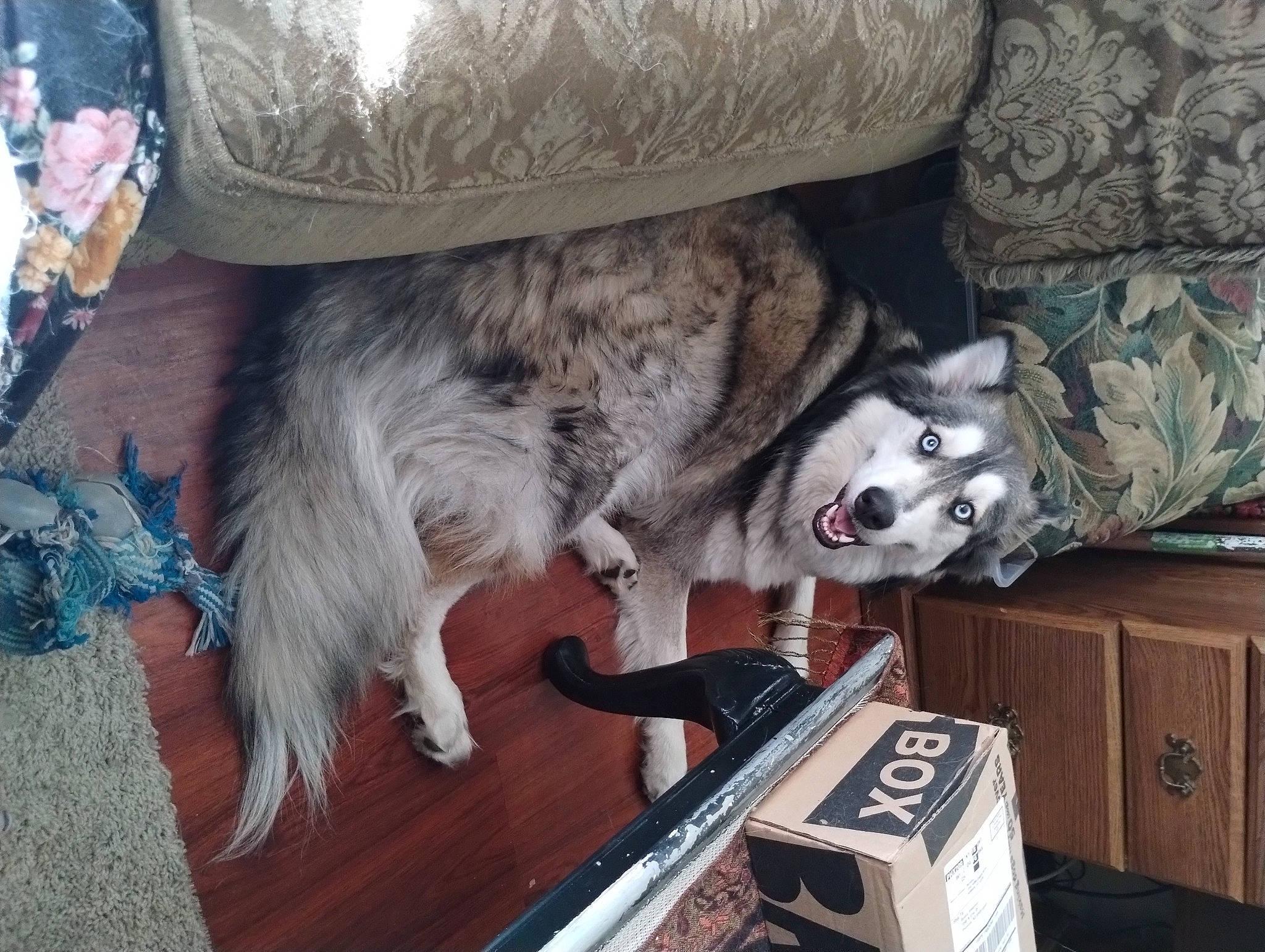 Vin is registered to the contest to win money with this photo: audio_equipment, audio_receiver, carnivore, companion_dog, couch, digital_video_recorder, dog, dog_breed, felidae, fur, grey, hardwood, machine, room, schnauzer, small_to_medium_sized_cats, sporting_group, tail, whiskers, wood