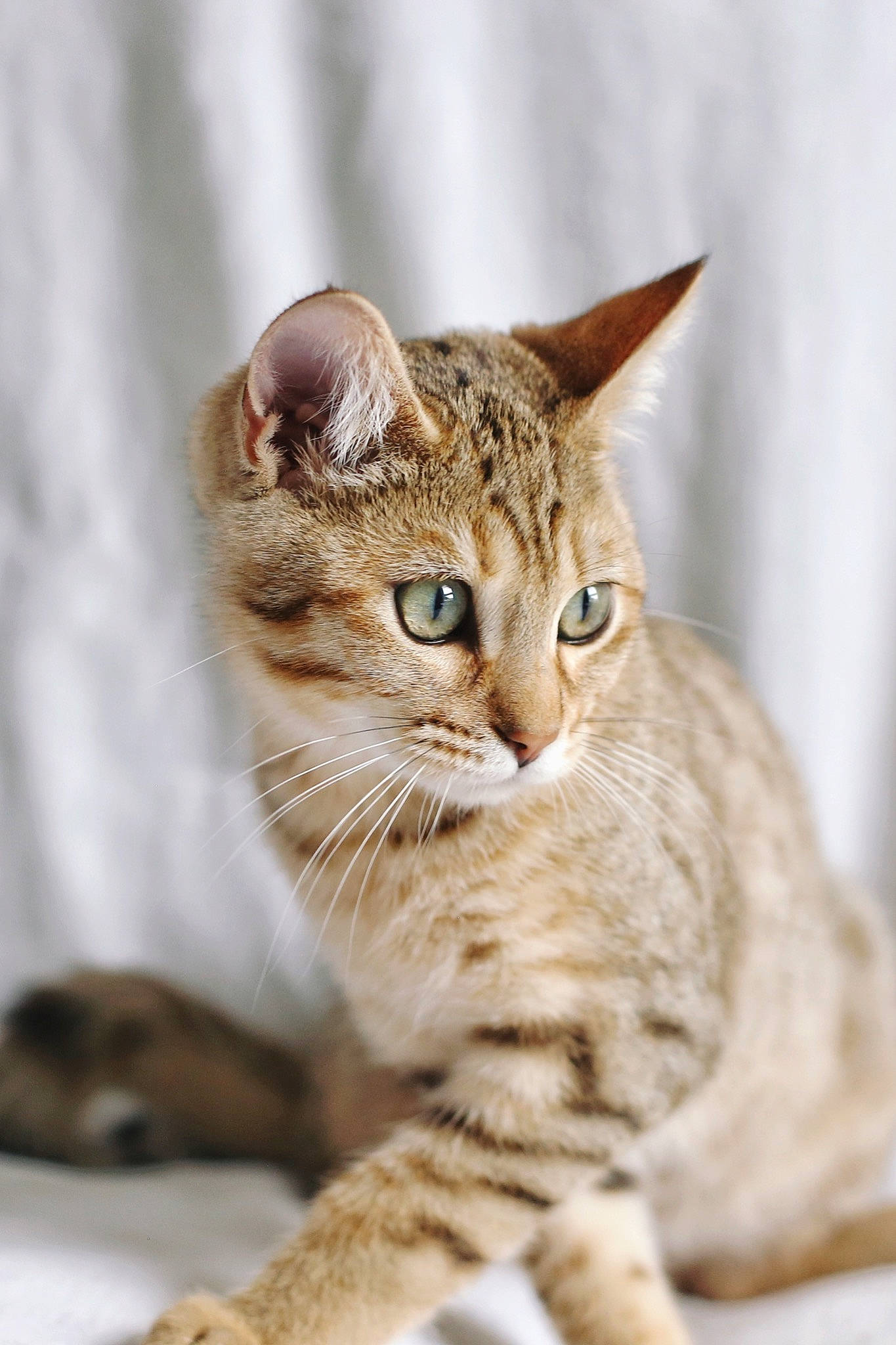 Thor participe au concours pour gagner de l'argent avec cette photo : carnivore, cat, claw, domestic_short_haired_cat, fawn, felidae, fur, paw, small_to_medium_sized_cats, tail, terrestrial_animal, tree, whiskers, wildlife