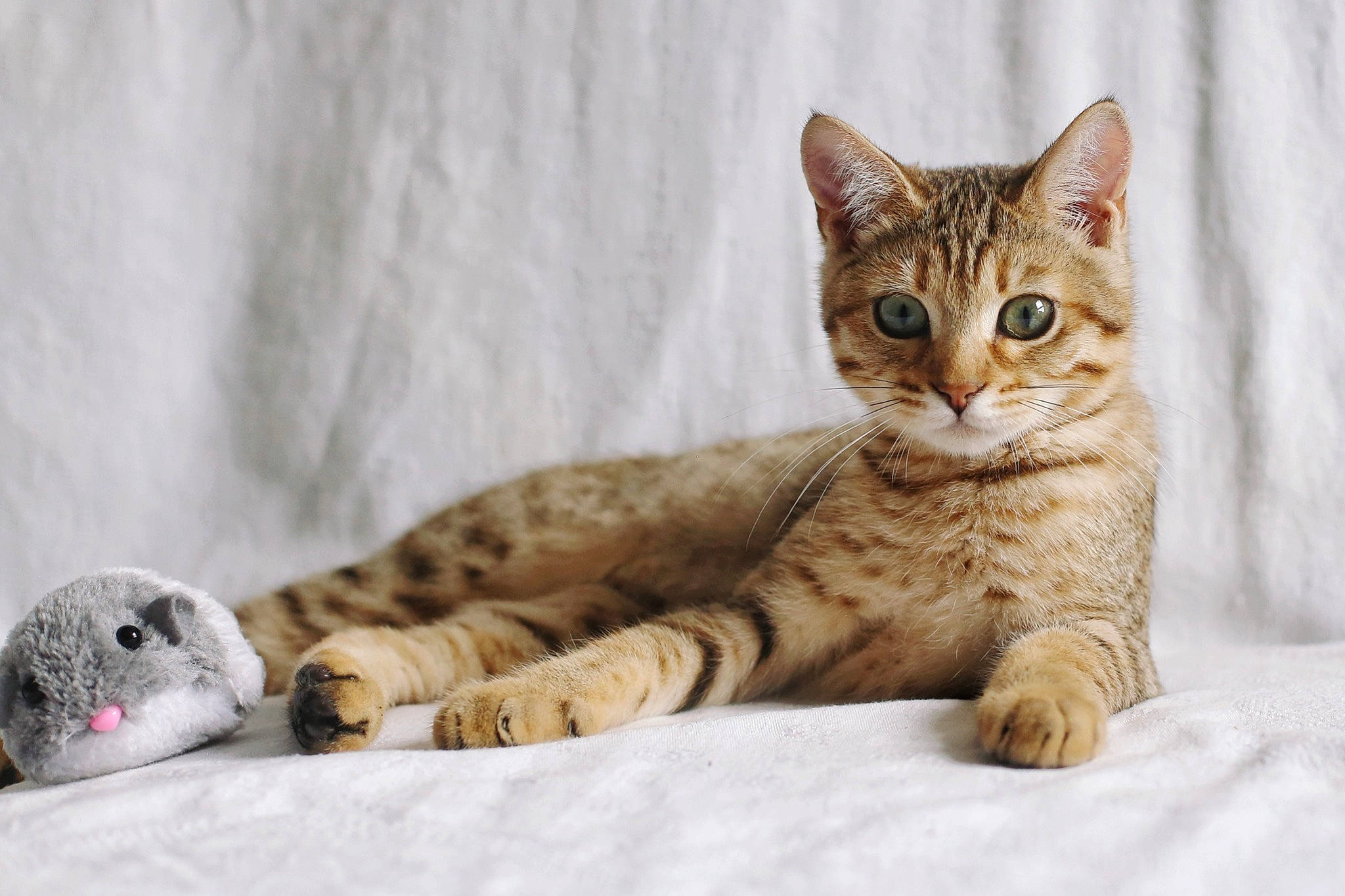 Thor a rejoint le concours — aidez-le/la à gagner de superbes lots ! carnivore, cat, claw, comfort, felidae, fur, paw, sitting, small_to_medium_sized_cats, snout, terrestrial_animal, toy, whiskers, wildlife