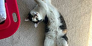 Tiny joined the competition — help win amazing prizes! cat, calico, indoor, carpet, stretching, curious, pet, animal, feline, relaxed, sunlight, laundry_basket, floor, home, cute, whiskers, tail, ears, green_eyes, fur