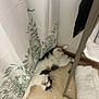 Tiny is registered to the contest to win money with this photo: cat, calico, floor, shower_curtain, bathroom, towel, tile_floor, relaxing, pet, fur, white, black, orange, lying_down, stretching, indoor, corner, metal_rack, curtain_pattern, cute
