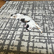 Tiny is registered to the contest to win money with this photo: cat, calico, carpet, patterned_rug, indoor, floor, wood_floor, furniture, recliner, relaxing, pet, animal, stretching, cozy, home_interior, living_room, resting, cute, fur, whiskers