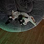 Tiny joined the competition — help win amazing prizes! cat, chair, cushion, gray, stretching, relaxed, indoor, furniture, wood_floor, pet, cozy, fur, animal, domestic, resting, calm, living_room, comfortable, cute, fluffy