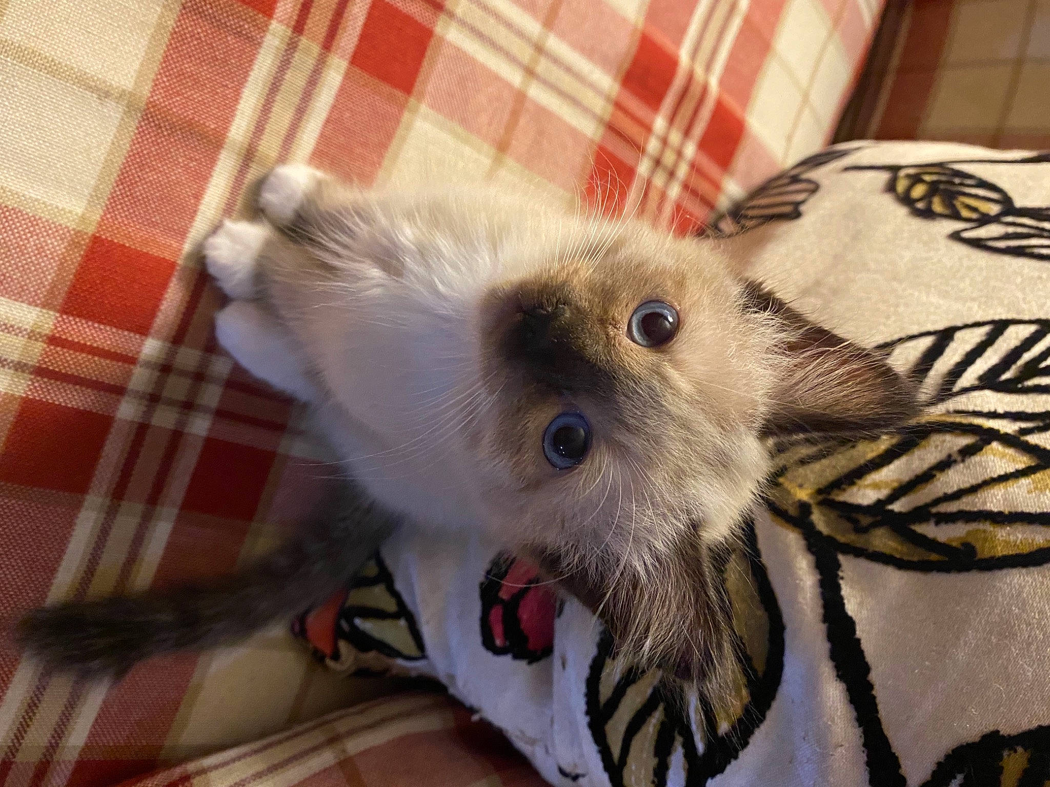 Pepper is registered to the contest to win money with this photo: animal_shelter, canidae, carnivore, companion_dog, dog_breed, eye, eyelash, fang, fawn, feather, felidae, fur, plaid, service, small_to_medium_sized_cats, snout, sporting_group, tartan, whiskers, working_animal