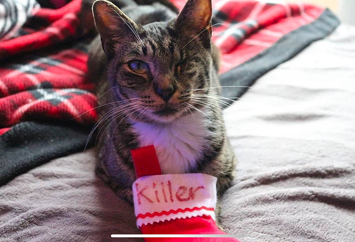 Killer