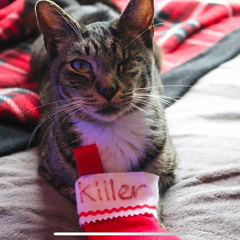 Killer