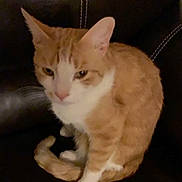 Simba is registered to the contest to win money with this photo: cat, orange_cat, white_cat, pet, animal, feline, domestic_cat, sitting, leather_couch, indoor, fur, tail, whiskers, ears, paws, closeup, furniture, home, relaxed, cute