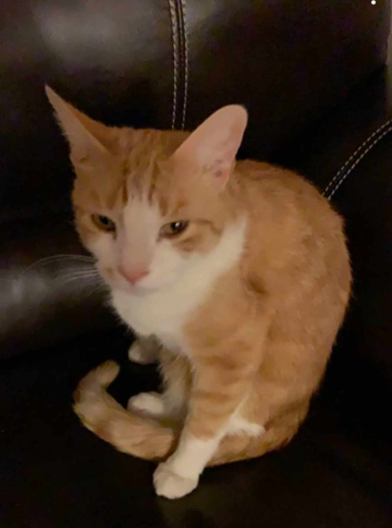 Simba