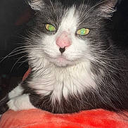 Gigi is registered to the contest to win money with this photo: animal, black_and_white, cat, close_up, cozy, cute, domestic_animal, feline, fluffy, fur, indoor, mammal, orange_blanket, pet, pink_nose, portrait, relaxed, resting, whiskers, yellow_eyes