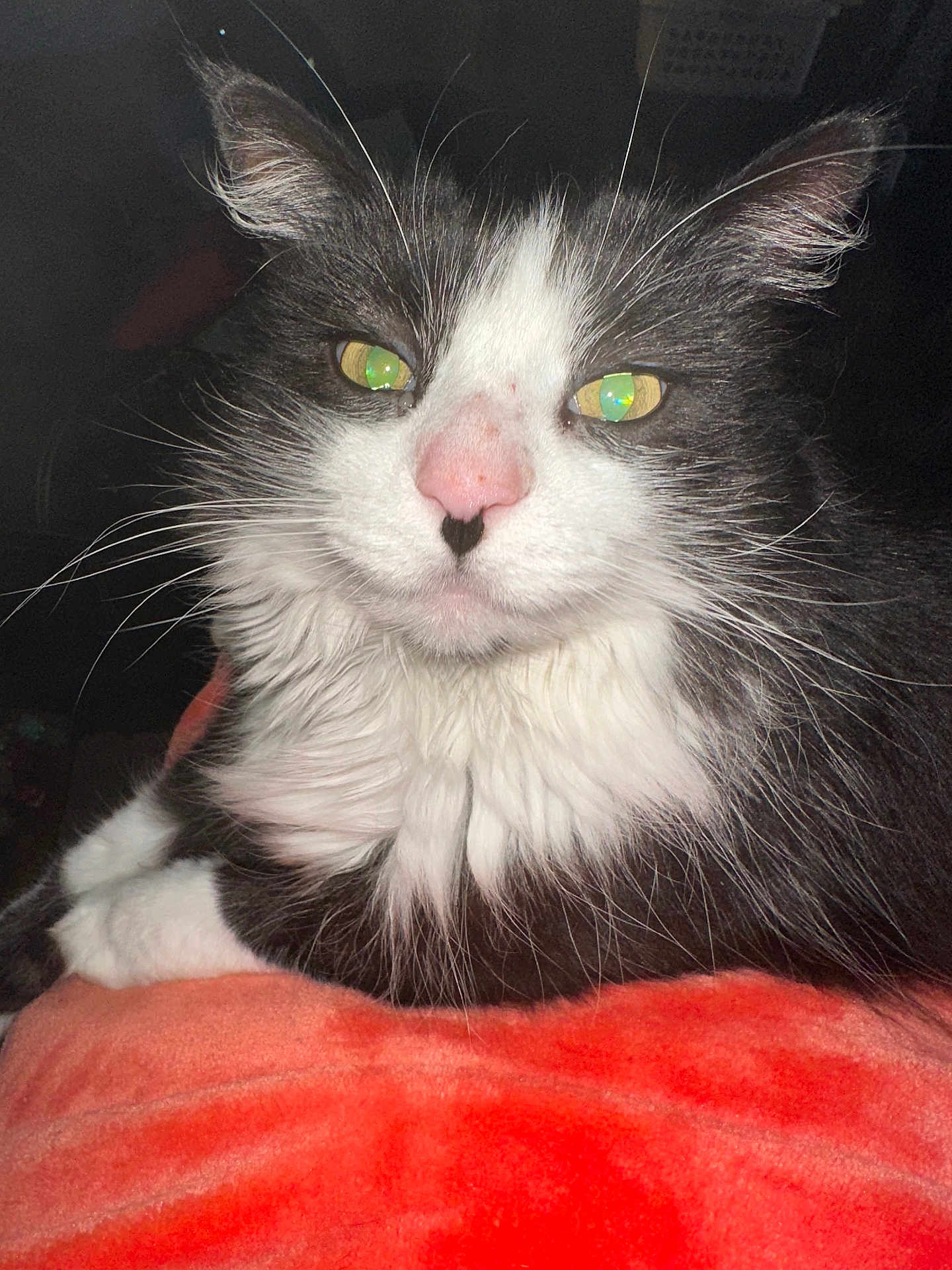 Gigi