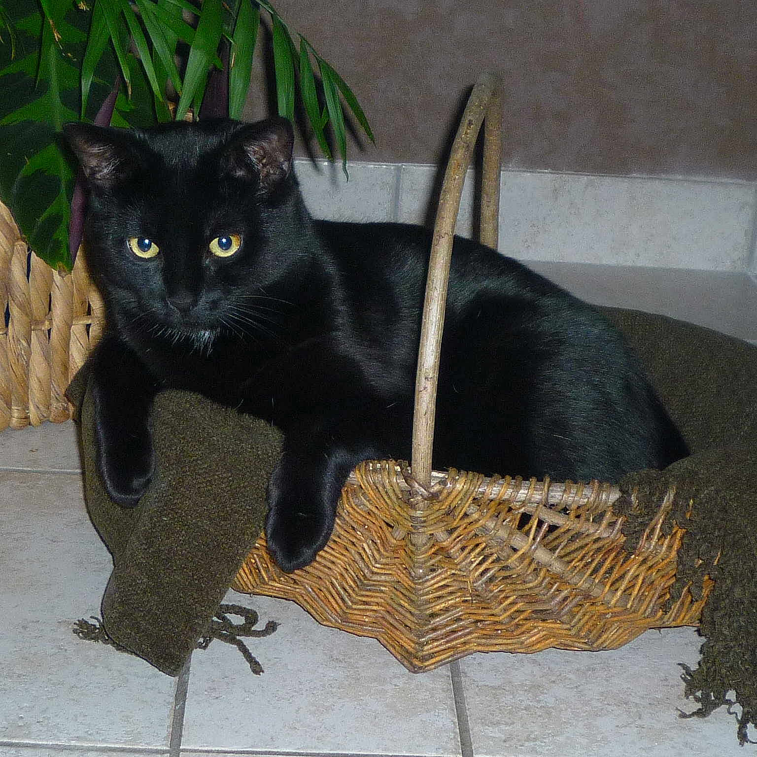 CACHOU