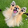 Jasper is registered to the contest to win money with this photo: animal, canine, cute, dog, energetic, excited, fluffy, fur, grass, happy, joyful, jumping, mammal, outdoor, paw, pet, playful, pomeranian, small_dog, tongue_out