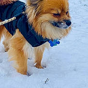 Jasper is registered to the contest to win money with this photo: animal, canine, cold, dog, ears, fluffy, fur, fur_coat, jacket, leash, muzzle, nature, outdoor, paw, pet, snow, snowflake, tail, walking, winter