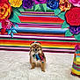 Jasper is registered to the contest to win money with this photo: adorable, celebration, colorful, colorful_clothing, costume, cute, decorations, dog, festive, fiesta, fluffy, fur, indoor, paper_flowers, pet, poncho, small_dog, sombrero, striped_background, white_rug