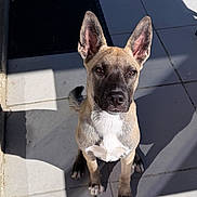 Baïha a rejoint le concours — aidez-le/la à gagner de superbes lots ! dog, puppy, pet, animal, sitting, portrait, face, ears, short_hair, tan_coat, white_chest, black_muzzle, paws, tail, outdoor, patio, tiles, sunlight, shadows, photography