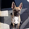 dog, puppy, pet, animal, sitting, portrait, face, ears, short_hair, tan_coat, white_chest, black_muzzle, paws, tail, outdoor, patio, tiles, sunlight, shadows, photography