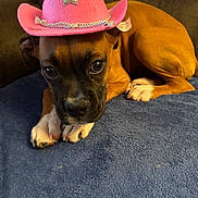 Poppy is registered to the contest to win money with this photo: adorable, animal, black, blue_blanket, brown, canine, closeup, cowboy_hat, cute, dog, domestic_animal, face, furniture, indoor, paw, pet, pink_hat, puppy, resting, young_dog