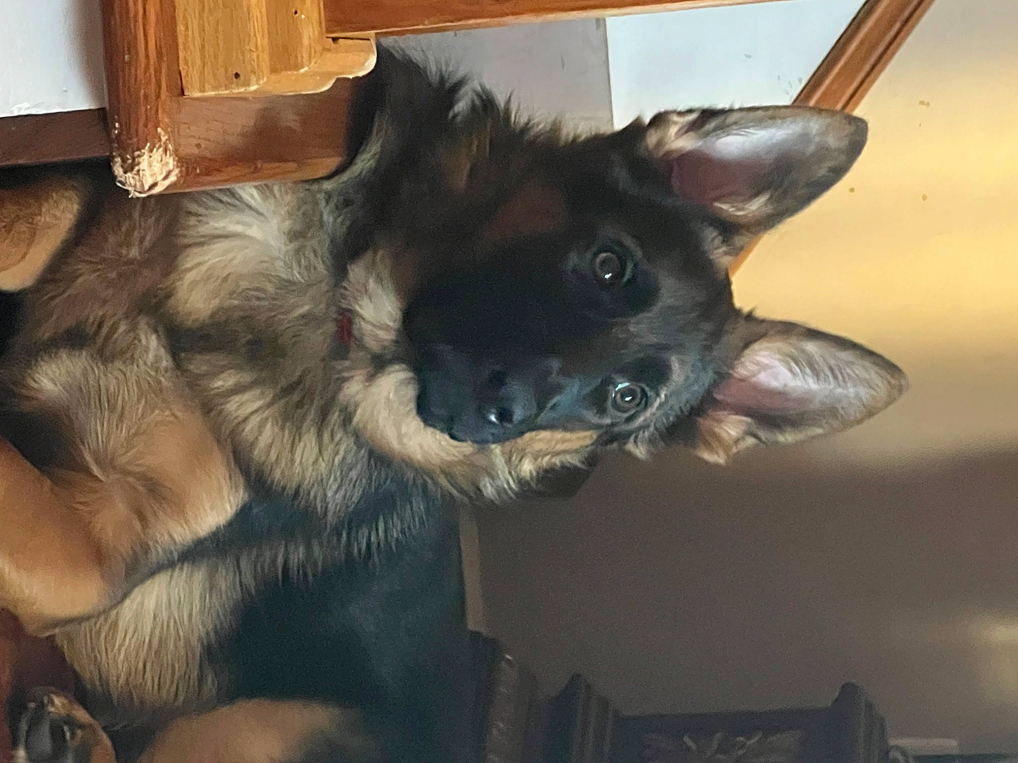 Dakota is registered to the contest to win money with this photo: box, canidae, carnivore, claw, companion_dog, dog, dog_breed, ear, east_european_shepherd, fawn, fur, king_shepherd, natural_material, old_german_shepherd_dog, snout, sporting_group, whiskers, wood, working_animal, working_dog