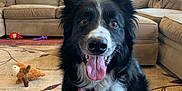Chance is registered to the contest to win money with this photo: animal, black_and_white, border_collie, carpet, collar, couch, dog, ears, eyes, fur, happy, home, indoor, living_room, nose, pet, plush_toy, sitting, tongue_out, toy