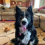 animal, black_and_white, border_collie, carpet, collar, couch, dog, ears, eyes, fur, happy, home, indoor, living_room, nose, pet, plush_toy, sitting, tongue_out, toy