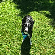Chance joined the competition — help win amazing prizes! animal, bandana, black_and_white, canine, cute, daytime, dog, friendly, grass, greenery, looking_up, nature, outdoor, park, pet, playing, shadow, summer, sunlight, tennis_ball