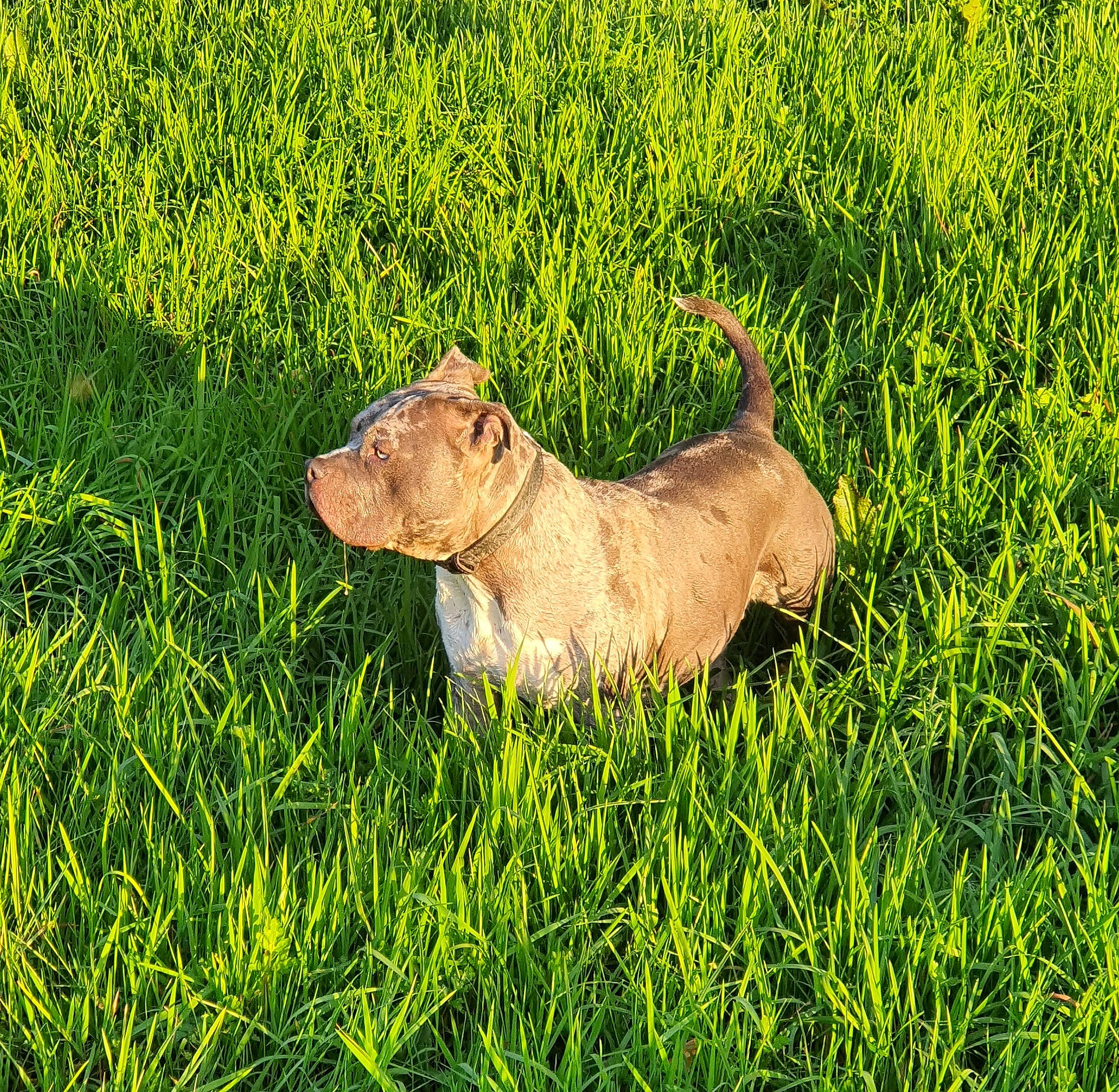Blow a rejoint le concours — aidez-le/la à gagner de superbes lots ! deer, dog_breed, field, goat, grass, grassland, grazing, groundcover, human_leg, landscape, livestock, natural_landscape, pasture, people_in_nature, plant, prairie, sheep, terrestrial_animal, working_animal