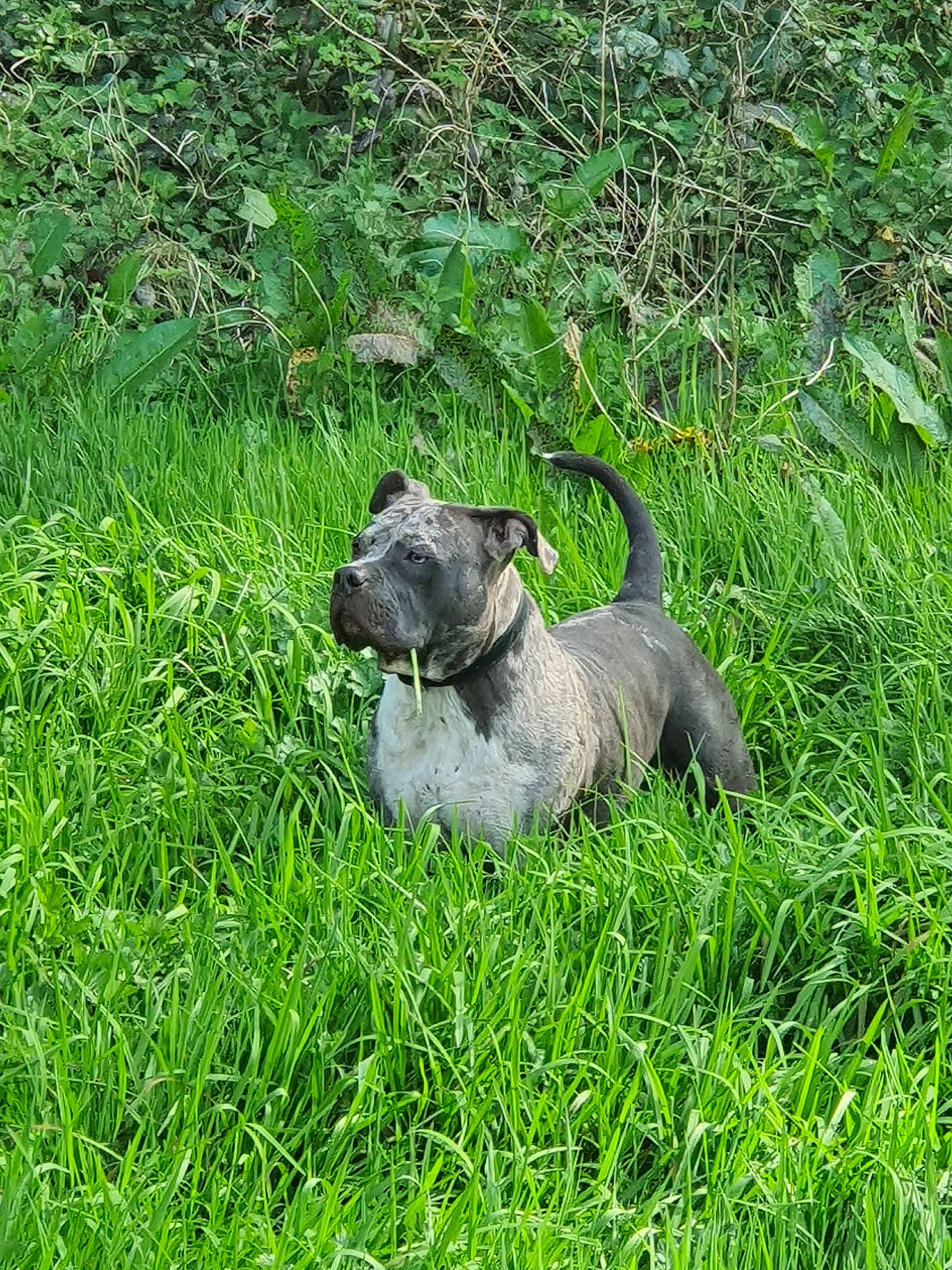 Blow participe au concours pour gagner de l'argent avec cette photo : carnivore, companion_dog, dog, dog_breed, grass, grassland, groundcover, herbaceous_plant, hierochloe, non_sporting_group, pasture, plant, schnauzer, sedge_family, standard_schnauzer, tail, terrestrial_animal, terrestrial_plant, treeing_tennessee_brindle, working_animal