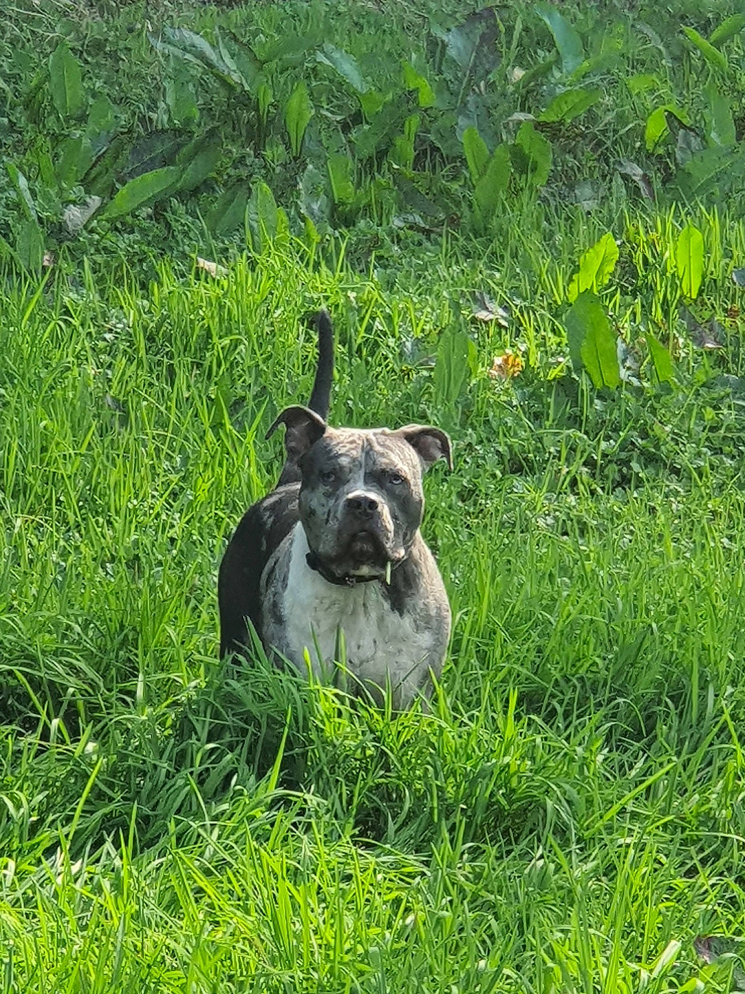 Blow a rejoint le concours — aidez-le/la à gagner de superbes lots ! canidae, carnivore, companion_dog, dog, dog_breed, fawn, grass, grassland, groundcover, livestock, meadow, natural_landscape, pasture, plant, shrub, snout, sporting_group, terrestrial_animal, terrestrial_plant, working_animal