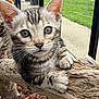 Benny is registered to the contest to win money with this photo: kitten, cat, animal, pet, tree_branch, wood, whiskers, outdoor, fence, greenery, close_up, cute, fur, paw, nature, young, playful, domestic_cat, mammal, curious