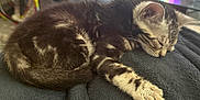 Benny is registered to the contest to win money with this photo: kitten, sleeping, cat, paw, fur, blanket, rest, cute, pet, animal, tabby, striped, cozy, indoors, relaxation, soft, nap, feline, young, domestic