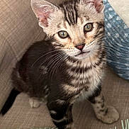 Benny is registered to the contest to win money with this photo: animal, cat, close_up, couch, curious, cute, domestic, feline, furry, green_eyes, indoor, kitten, pet, pillow, sitting, small, soft, striped_fur, whiskers, young