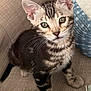 Benny is registered to the contest to win money with this photo: kitten, cat, pet, feline, striped_fur, green_eyes, whiskers, couch, pillow, indoor, close_up, cute, young, animal, small, sitting, curious, soft, furry, domestic