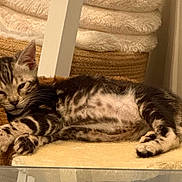 Benny is registered to the contest to win money with this photo: kitten, cat, sleeping, tabby, pet, indoor, cozy, furniture, blanket, paw, fur, resting, cute, animal, small, young, mammal, domestic, soft, relaxed