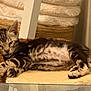 kitten, cat, sleeping, tabby, pet, indoor, cozy, furniture, blanket, paw, fur, resting, cute, animal, small, young, mammal, domestic, soft, relaxed