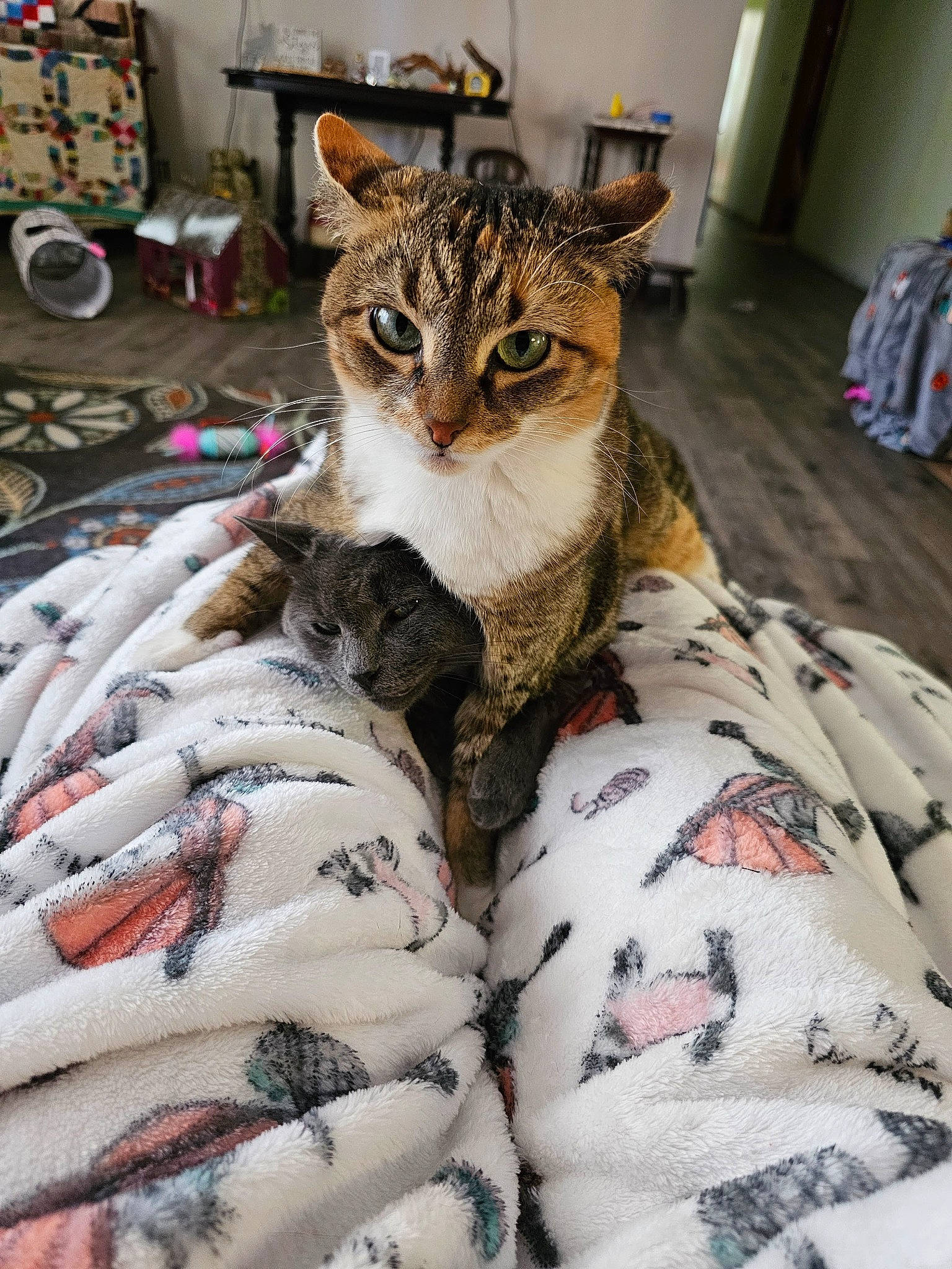 Coco Brat joined the competition — help win amazing prizes! bedding, carnivore, cat, claw, comfort, domestic_short_haired_cat, eyewear, fawn, felidae, flooring, fur, linens, military_camouflage, pattern, room, small_to_medium_sized_cats, snout, tail, terrestrial_animal, whiskers