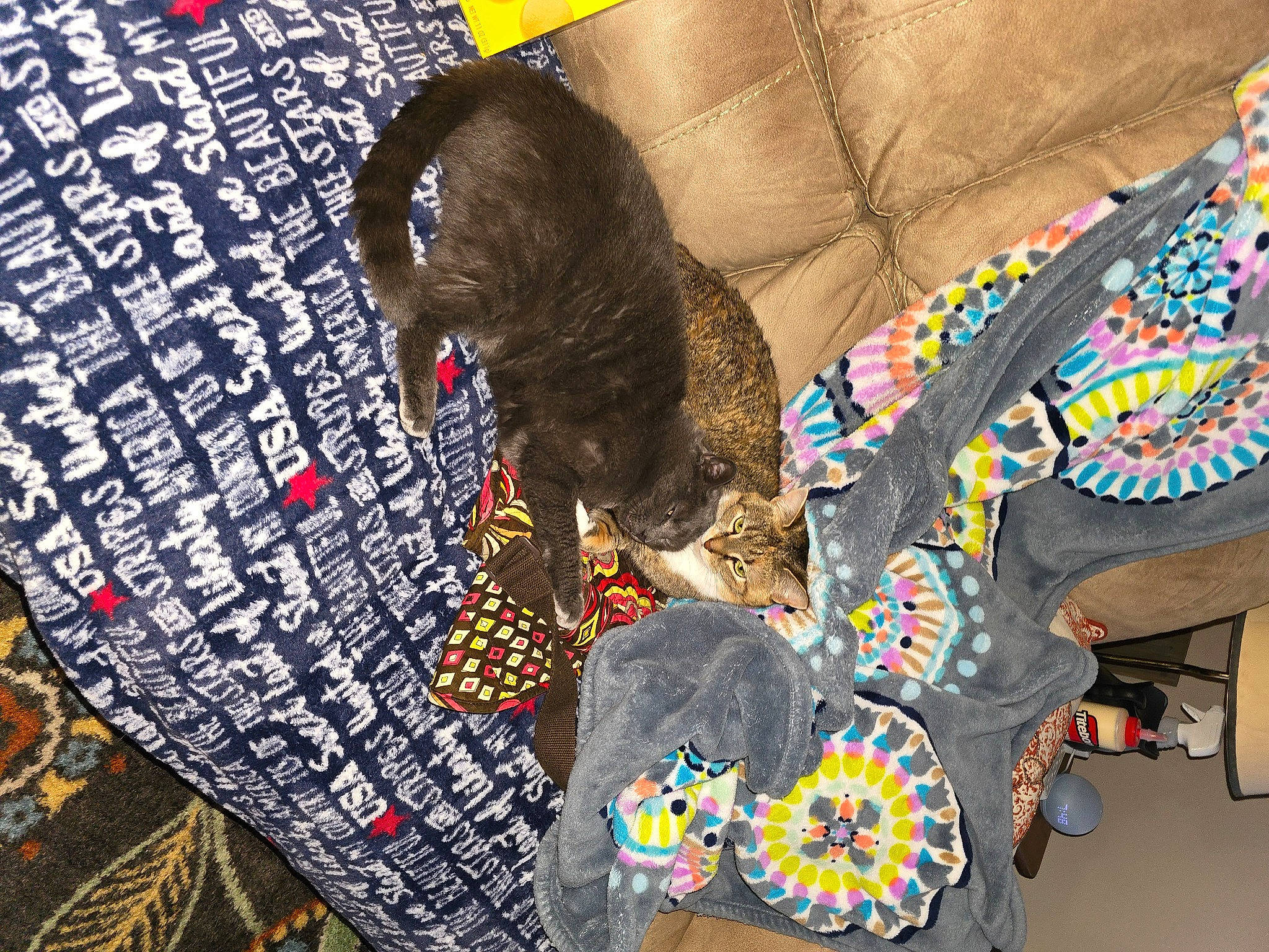 Coco Brat joined the competition — help win amazing prizes! art, carnivore, circle, collar, comfort, companion_dog, dog, dog_breed, dog_supply, fashion_accessory, flooring, fur, linens, pattern, pet_supply, sporting_group, tail, textile, visual_arts, working_animal